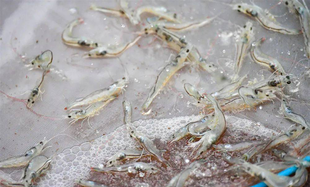 水產養(yǎng)殖如何控制蝦池堿度？